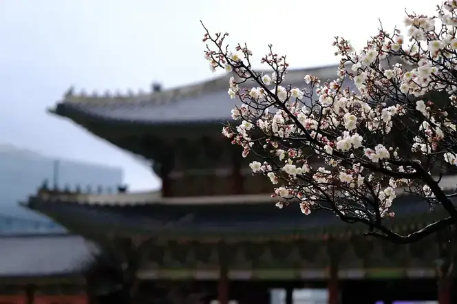 Japan + Korea